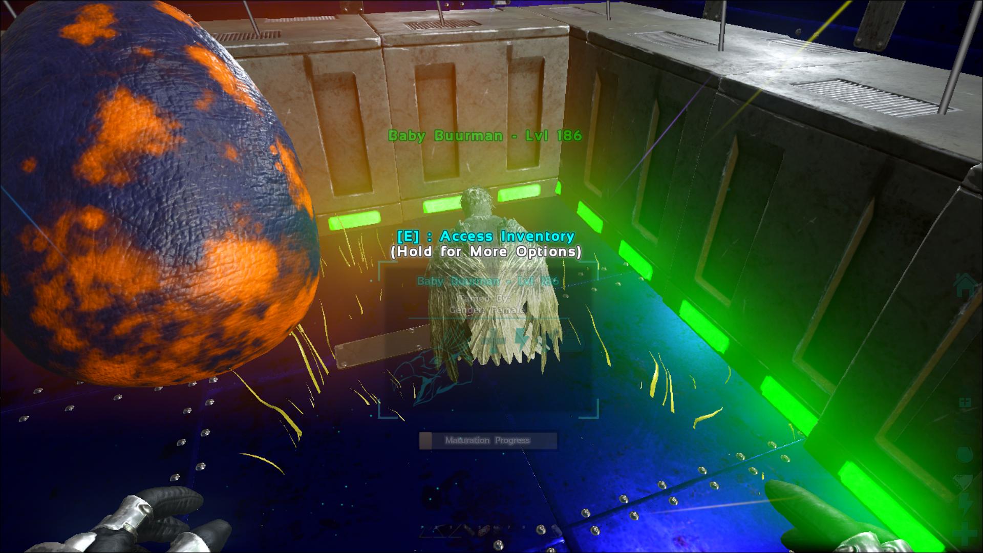 Baby Argentavis ark